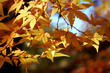 Japanese maple Japanese maple