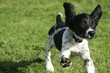 springer spaniel pup
