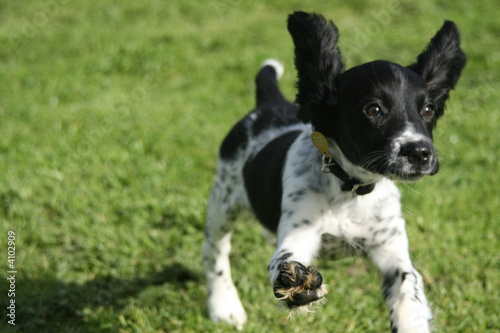 Photo: springer spaniel pup springer spaniel pup