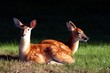 two deers