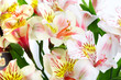 orchid