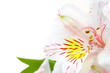 orchid