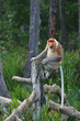 Nasenaffe auf Borneo, Malaysia