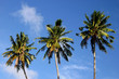 Palmen am Strand von Western Samoa