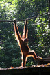 Orang-Utan in der Sepilok-Station auf Borneo, Malaysia