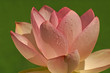 Water Drops On Lotus Flower