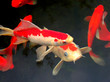 Koi Koi