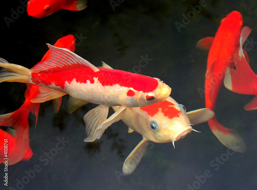 Photo: Koi Koi