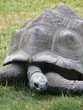 tortue galapagos tortue galapagos
