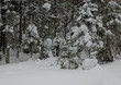 wood(timber) taiga in(to;at) snow          