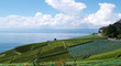 terrasses du lavaux,léman et filets