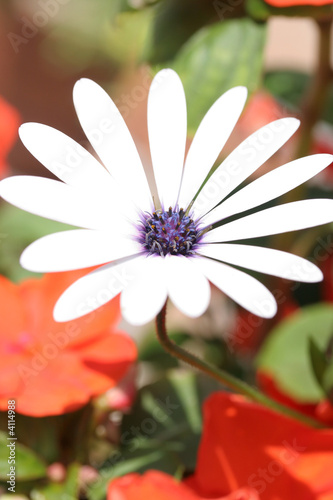 Foto: white flower in amongst red flowers white flower in amongst red flowers