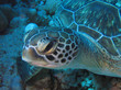 tortue10 tortue10