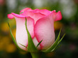 pink rose