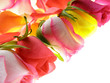 pink rose