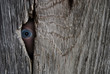 Eye spy
