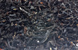 black tea