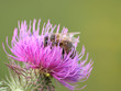 bee, collecting pollen