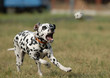   DALMATIAN