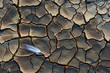 Fallen feather