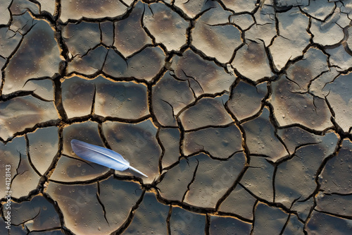 Fallen feather Fallen feather