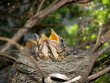 Wild birds
