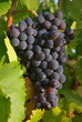 Grappe de raisins sur la vigne Grappe de raisins sur la vigne
