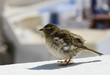 Sparrow