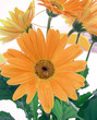 smilingflower