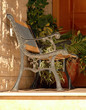 Lonely chair in lawn Lonely chair in lawn