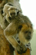 Monkey and Baby
