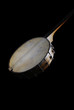 Antique Banjo