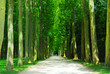 Road and trees