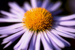 Camomile