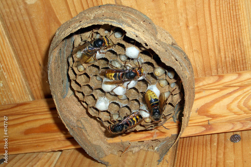 Beehive Beehive