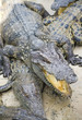 crocodile
