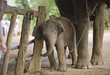elephant baby