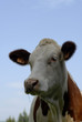 vache