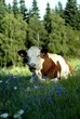 vache