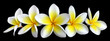 Fleurs de frangipanier