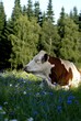 vache