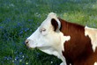 vache