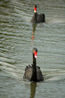 black swans