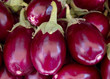 Shiny fresh purple eggplants Shiny fresh purple eggplants