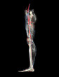 Human Leg, Arteries, Veins, Bones