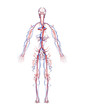 Human Arteries and Veins
