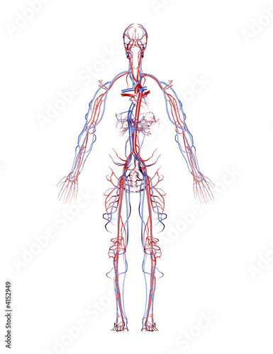 human veins and arteries diagram. Human Arteries and Veins