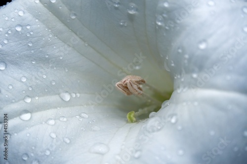 Foto: Fresh white flower with droplets close-up Fresh white flower with droplets close-up