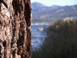 pine at big bear lake, california