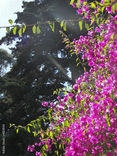 cali flowers